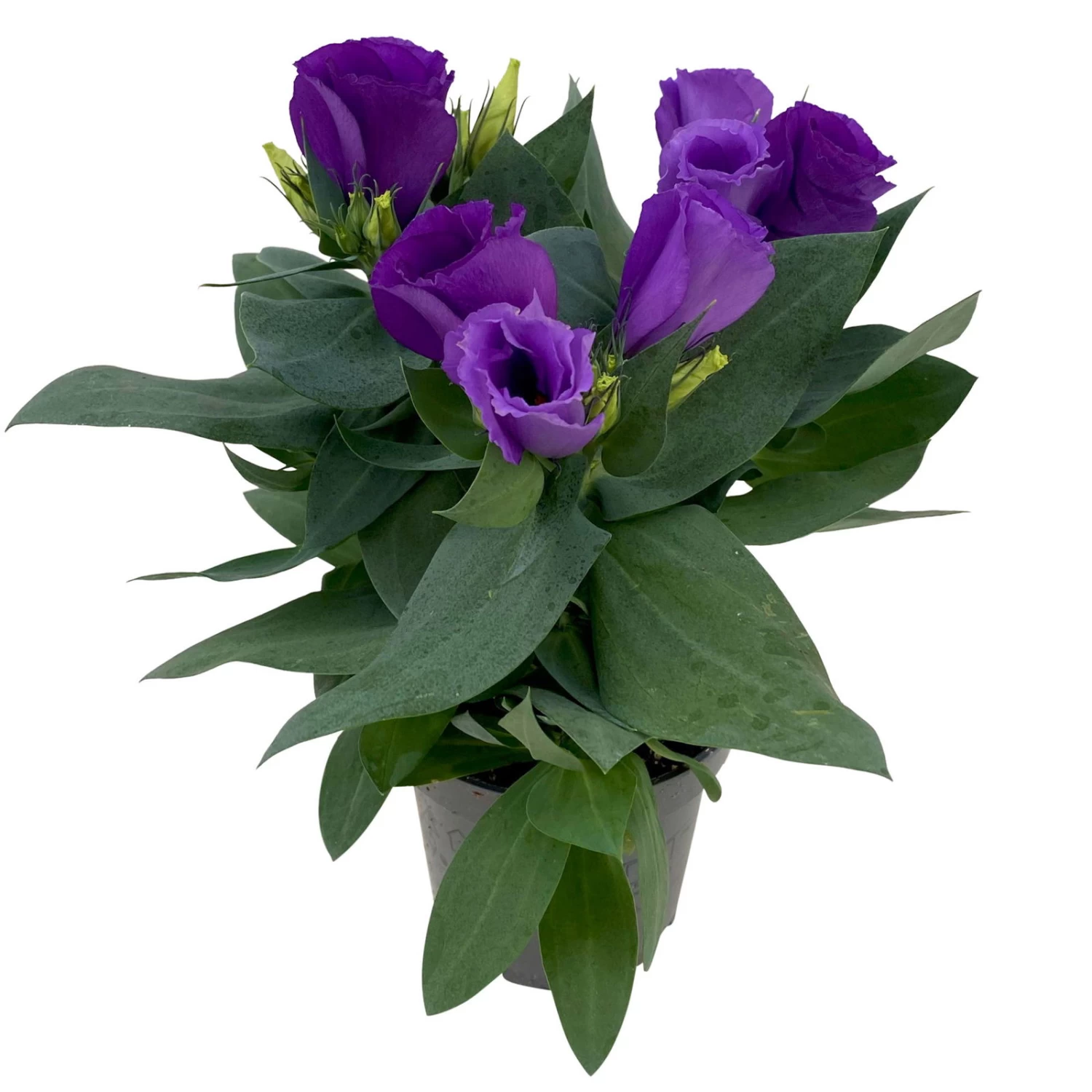 Lisianthus, Farben Zufällig, Topf-Ø 10,5 Cm, 8er-Set – Bild 4