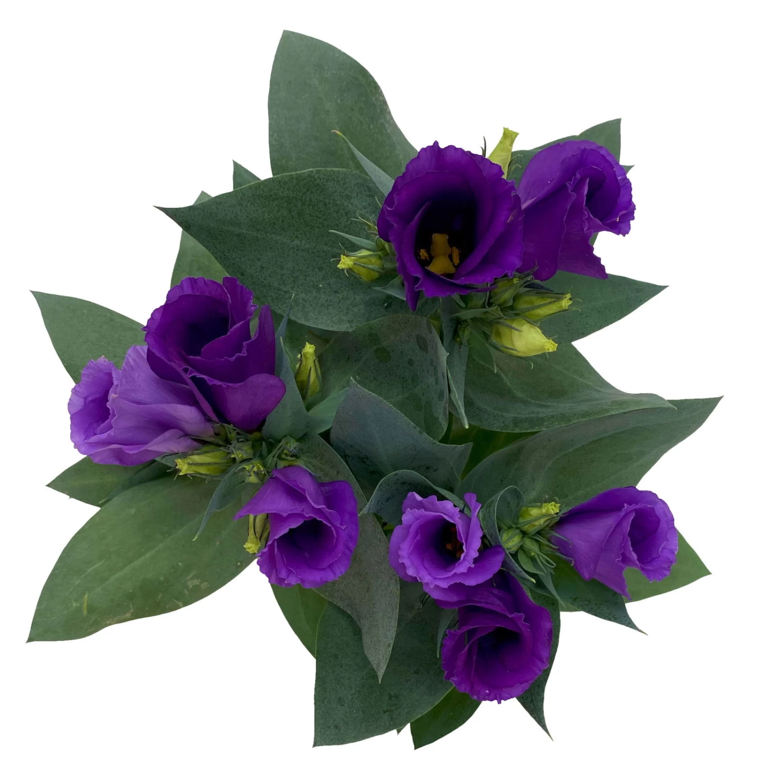 Lisianthus, Farben Zufällig, Topf-Ø 10,5 Cm, 8er-Set – Bild 5