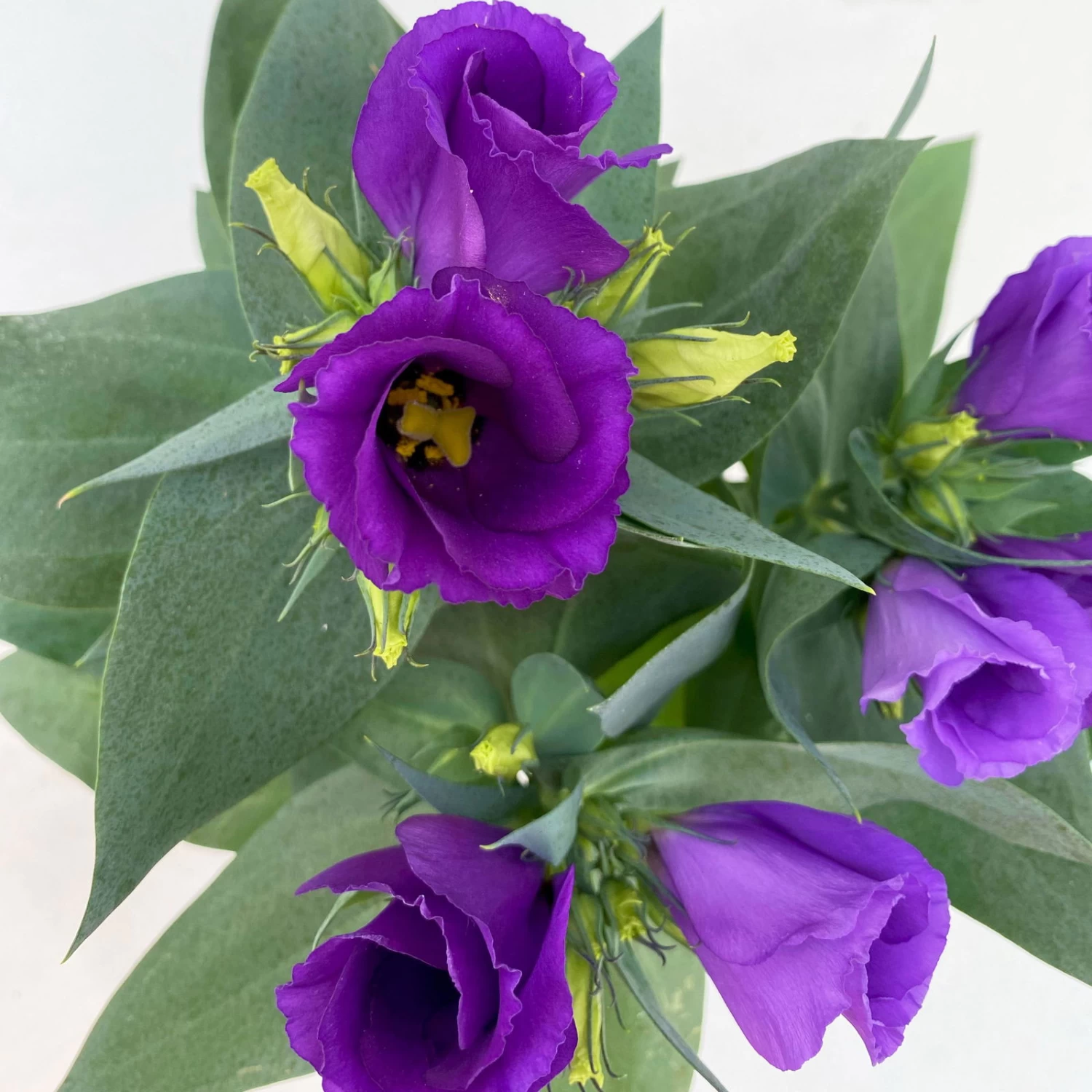 Lisianthus, Farben Zufällig, Topf-Ø 10,5 Cm, 8er-Set – Bild 6