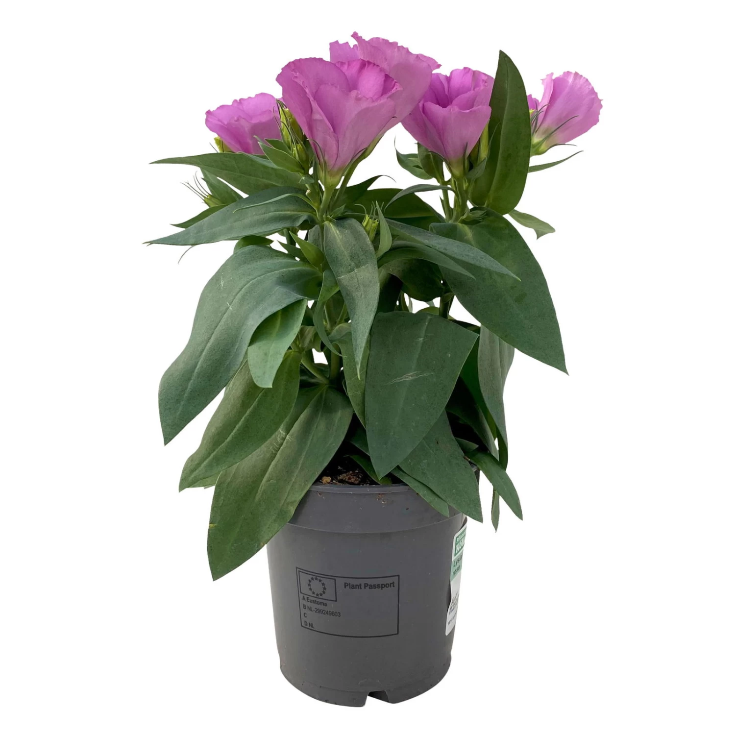 Lisianthus, Farben Zufällig, Topf-Ø 10,5 Cm, 8er-Set – Bild 8