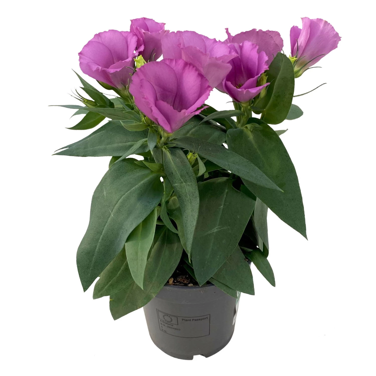 Lisianthus, Farben Zufällig, Topf-Ø 10,5 Cm, 8er-Set – Bild 9