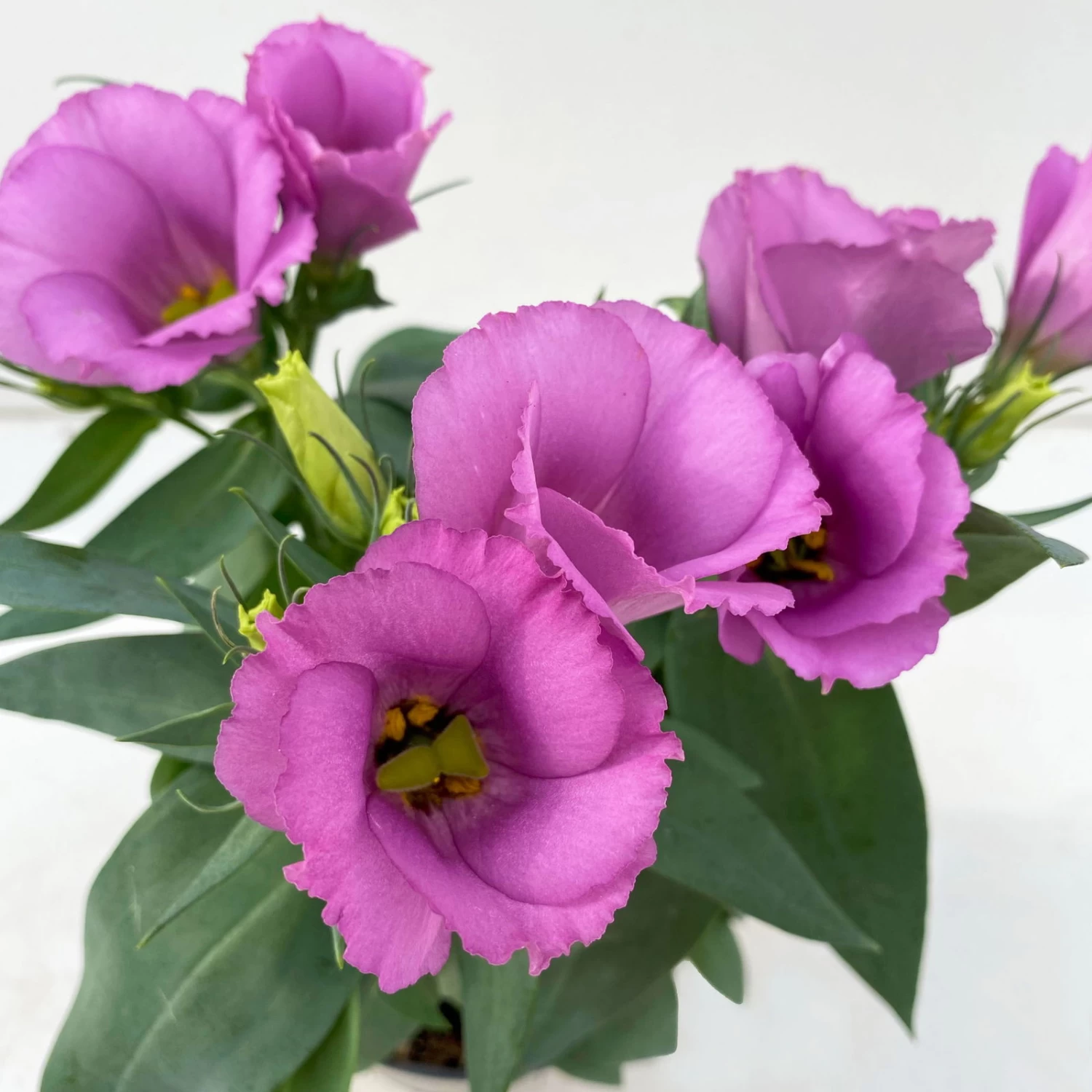 Lisianthus, Farben Zufällig, Topf-Ø 10,5 Cm, 8er-Set – Bild 11