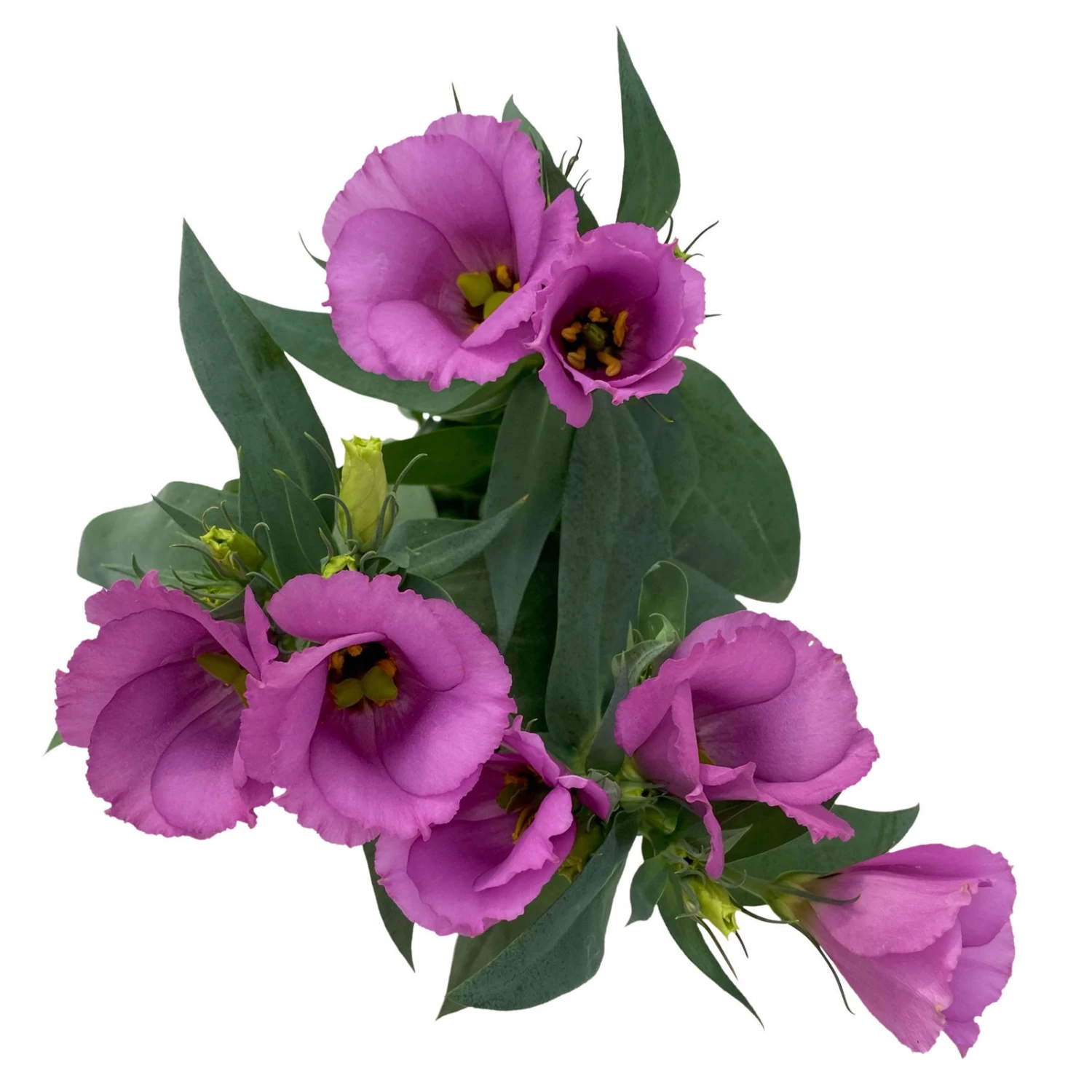 Lisianthus, Farben Zufällig, Topf-Ø 10,5 Cm, 8er-Set – Bild 10