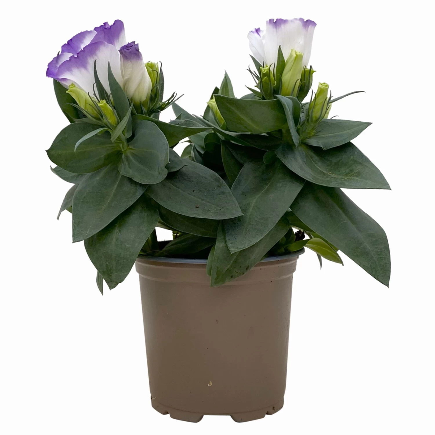 Lisianthus, Farben Zufällig, Topf-Ø 10,5 Cm, 8er-Set – Bild 12