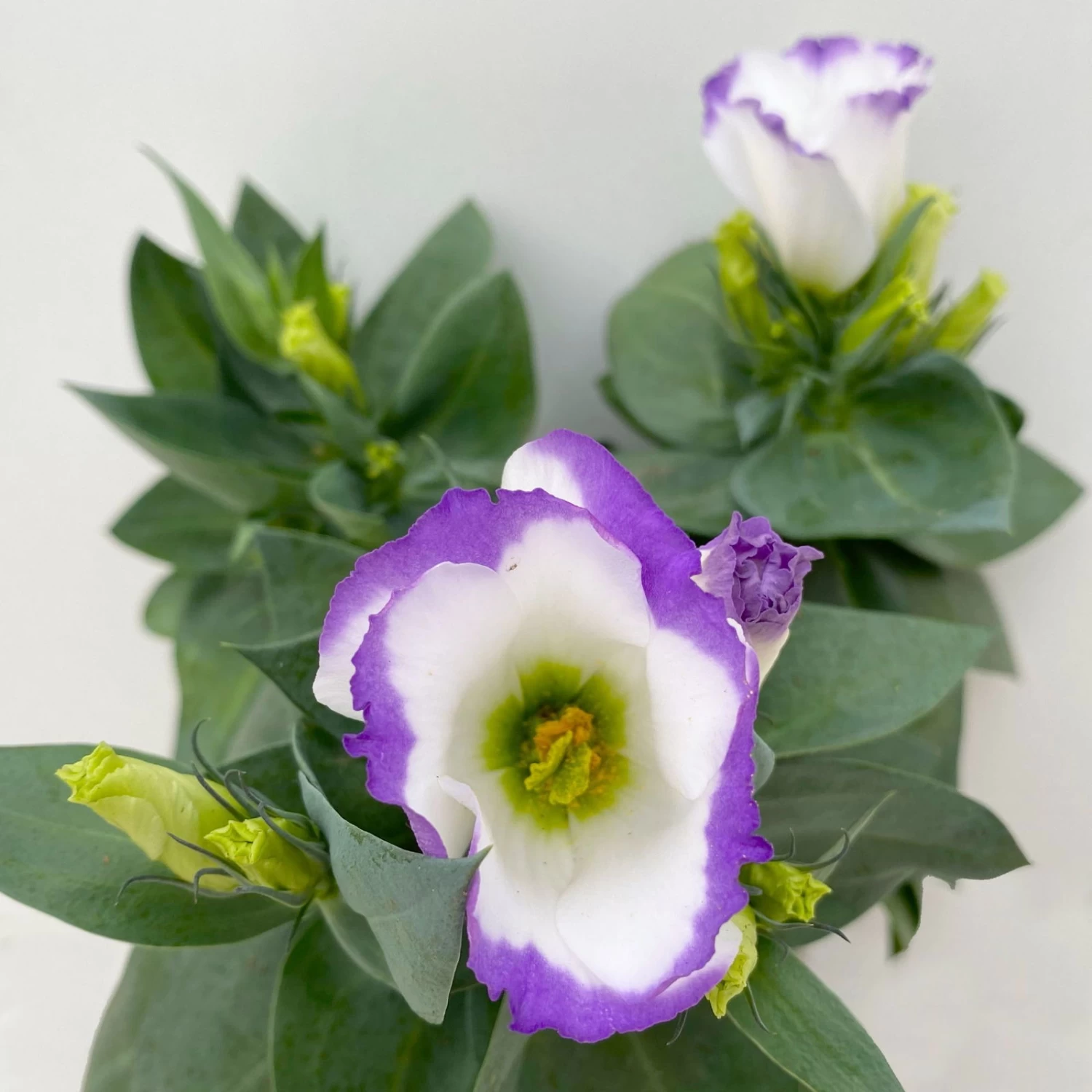 Lisianthus, Farben Zufällig, Topf-Ø 10,5 Cm, 8er-Set – Bild 14