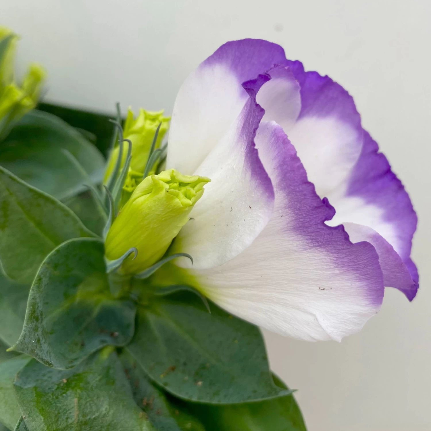 Lisianthus, Farben Zufällig, Topf-Ø 10,5 Cm, 8er-Set – Bild 15