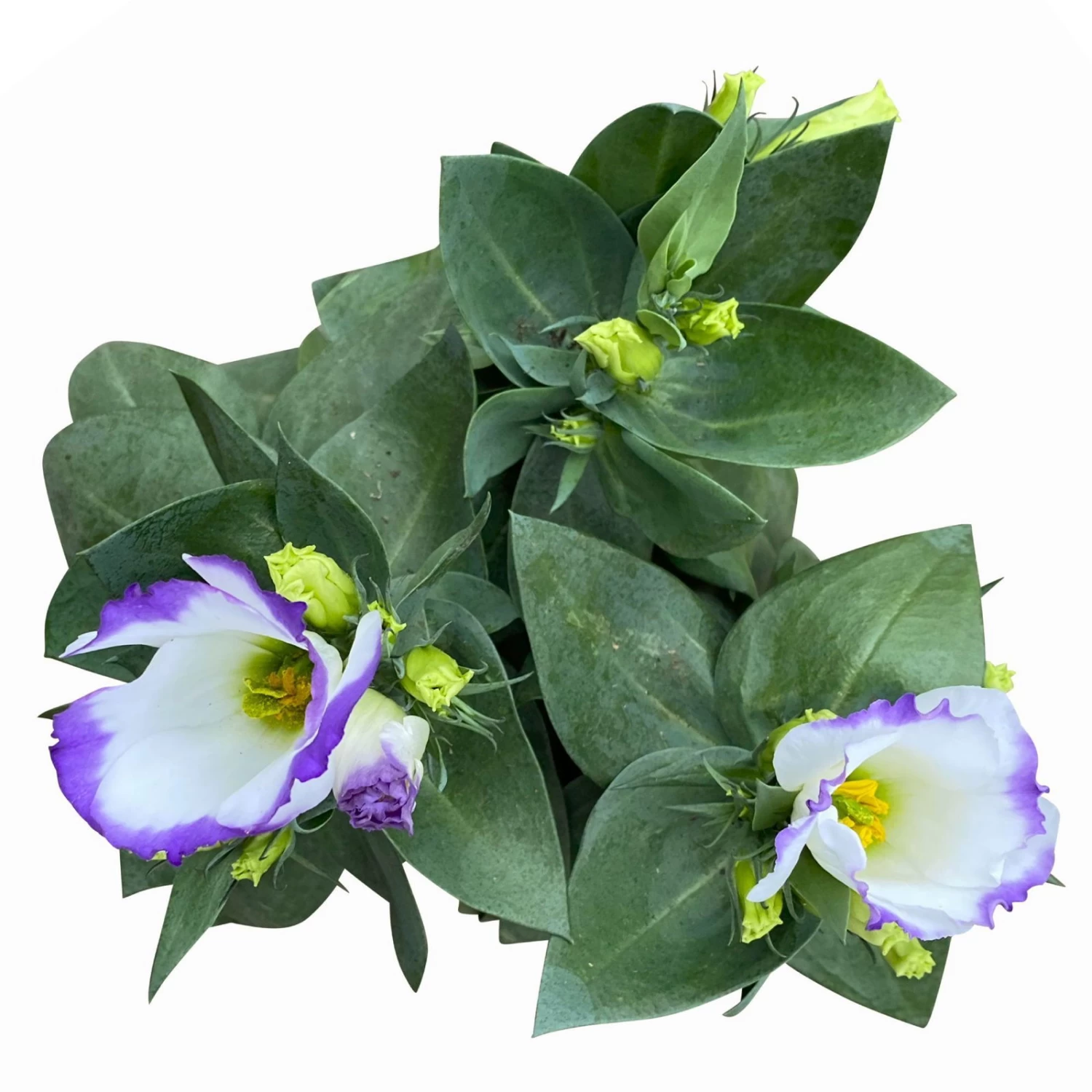 Lisianthus, Farben Zufällig, Topf-Ø 10,5 Cm, 8er-Set – Bild 13