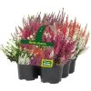 Heidepflanzen-Set 'Heide Garten, Bunt, Topf-Ø 10,5 Cm, 6er-Set