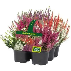 Heidepflanzen-Set 'Heide Garten, Bunt, Topf-Ø 10,5 Cm, 6er-Set