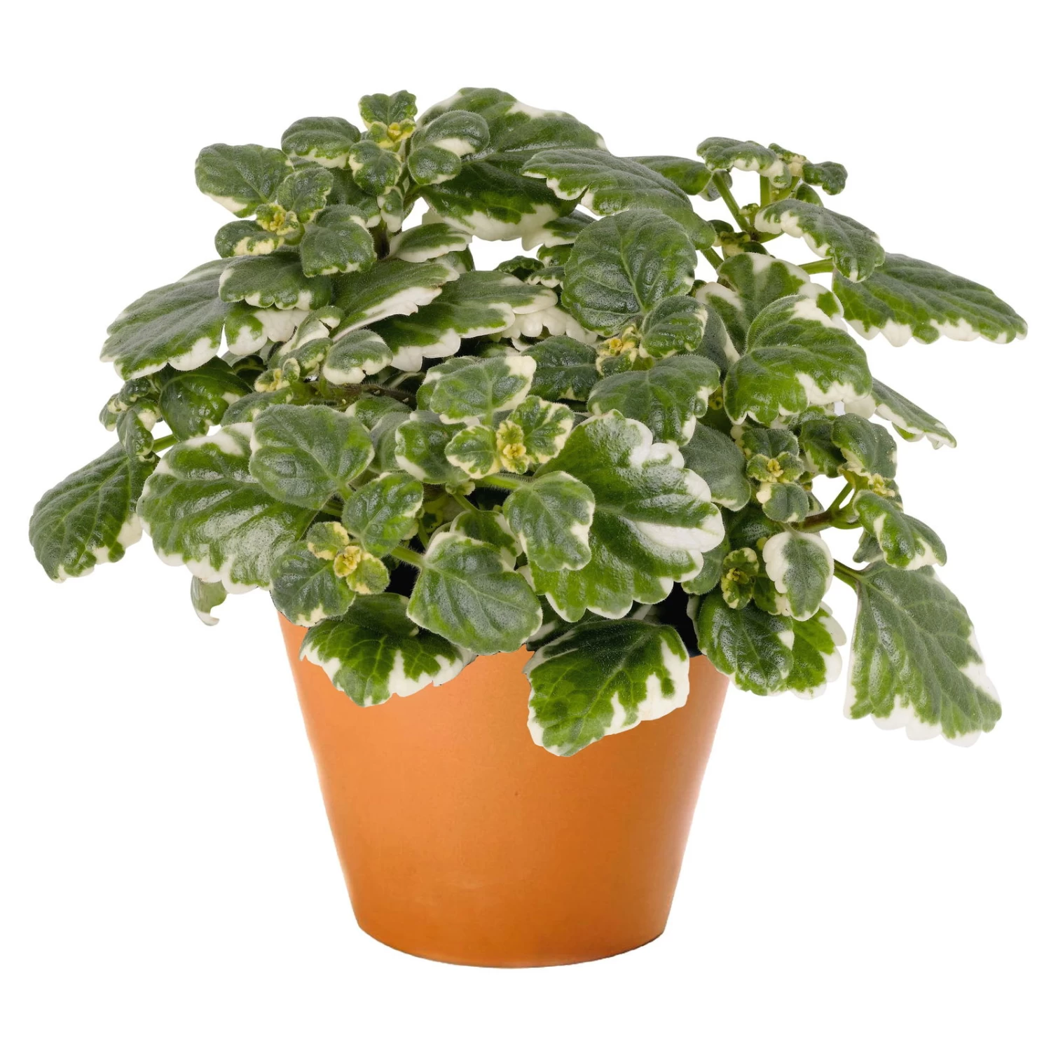 Plectranthus 'Variegata' Grün-weiß, Topf -Ø 12 Cm, 6er-Set – Bild 3