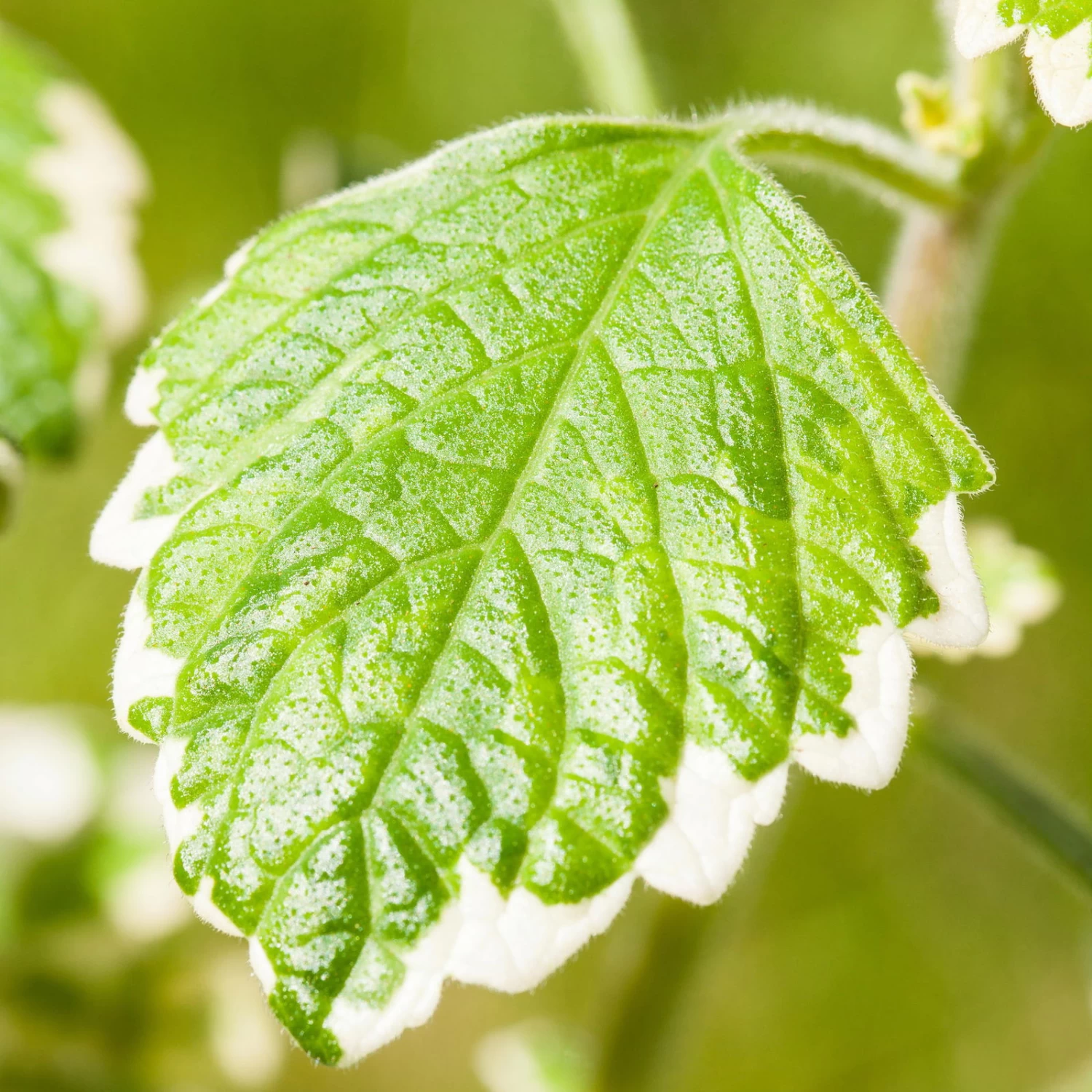Plectranthus 'Variegata' Grün-weiß, Topf -Ø 12 Cm, 6er-Set – Bild 5