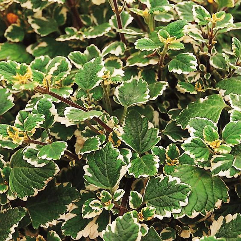 Plectranthus 'Variegata' Grün-weiß, Topf -Ø 12 Cm, 6er-Set – Bild 4