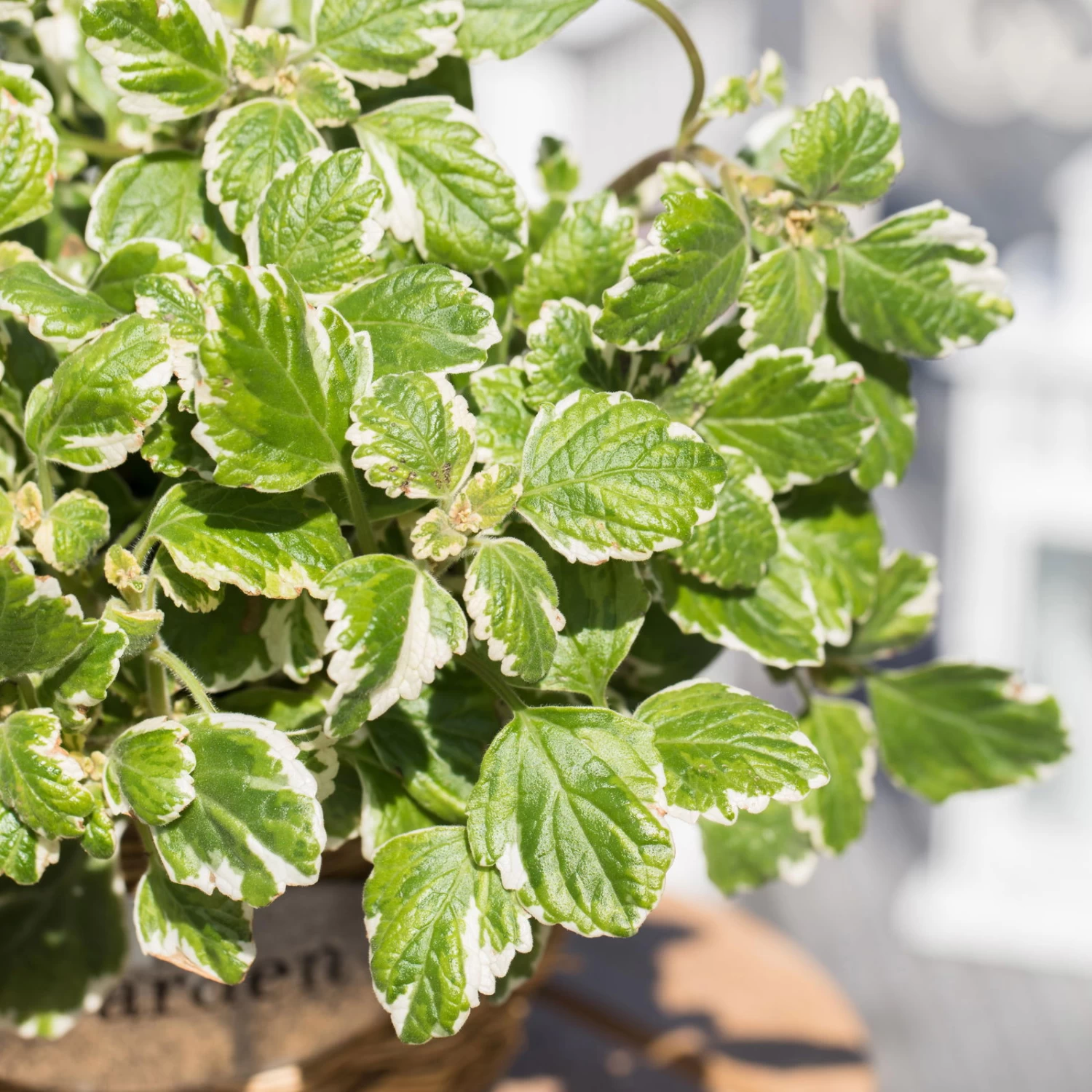 Plectranthus 'Variegata' Grün-weiß, Topf -Ø 12 Cm, 6er-Set – Bild 2