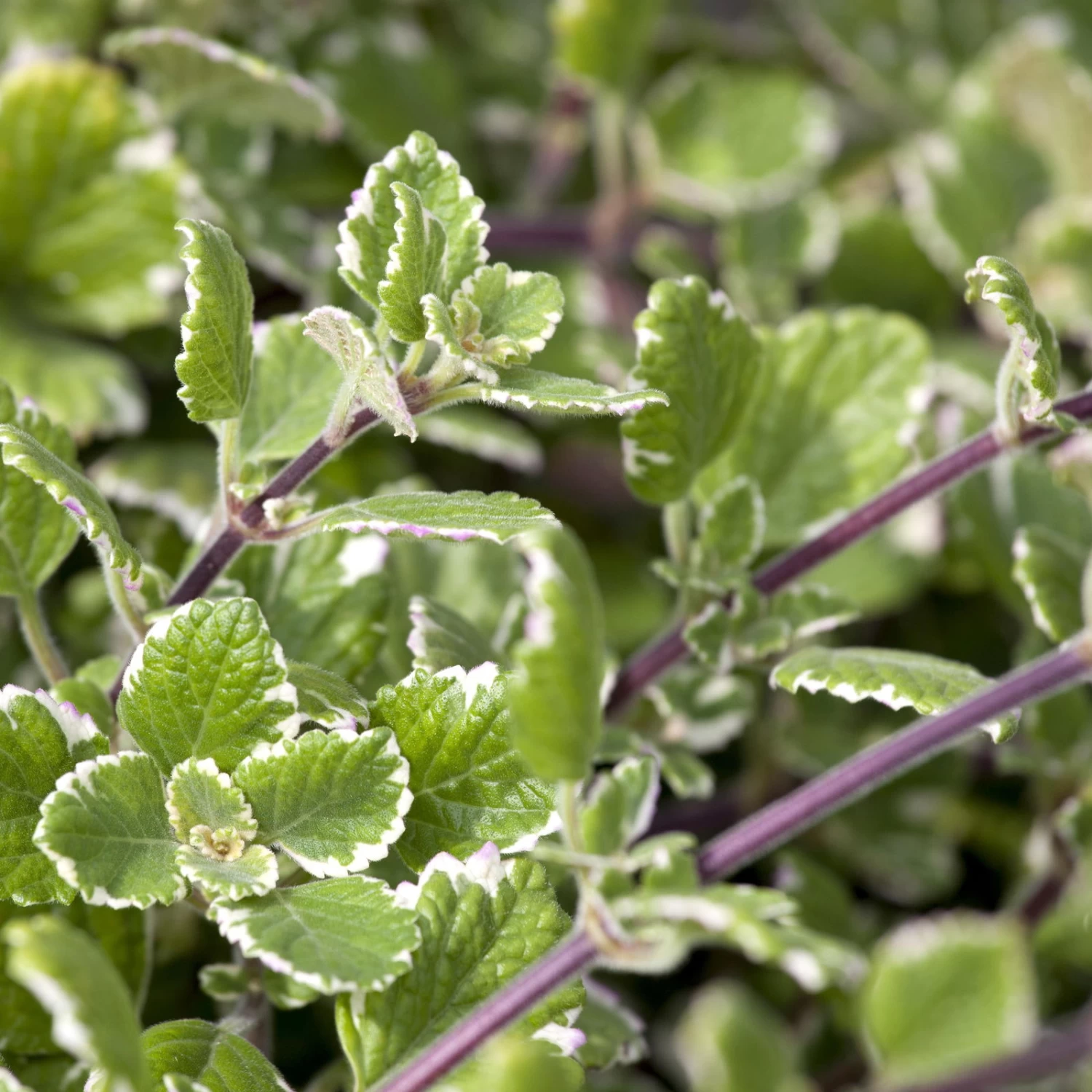 Plectranthus 'Variegata' Grün-weiß, Topf -Ø 12 Cm, 6er-Set – Bild 6