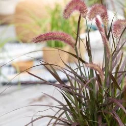 Rotes Lampenputzergras 'Rubrum' Rot, Einjährig, Topf-Ø 19 Cm, 2er-Set