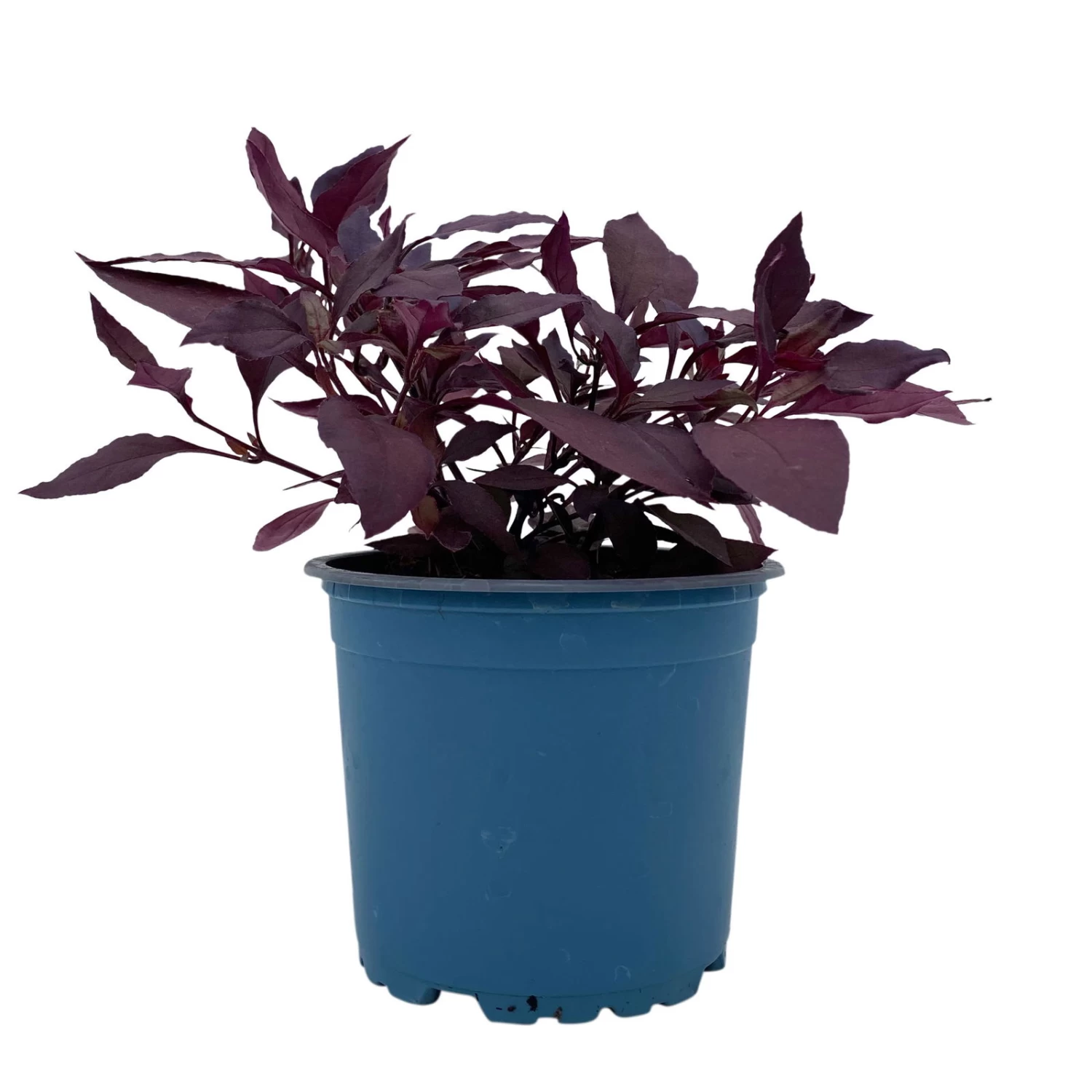 Papageienstrauch 'Little Romance', 6er-Set, Dunkelviolett-rot, Topf 12 Cm Ø – Bild 5