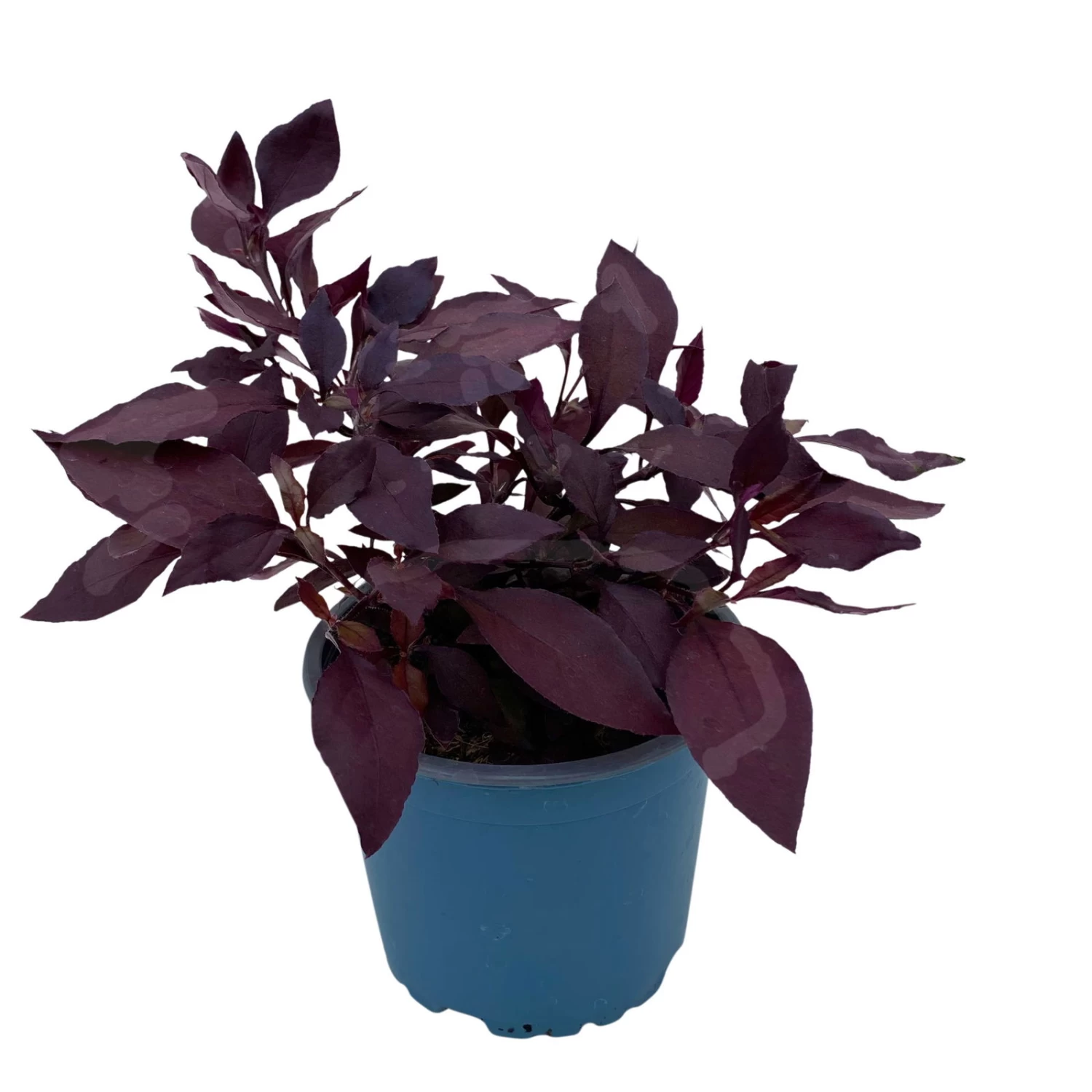 Papageienstrauch 'Little Romance', 6er-Set, Dunkelviolett-rot, Topf 12 Cm Ø – Bild 6