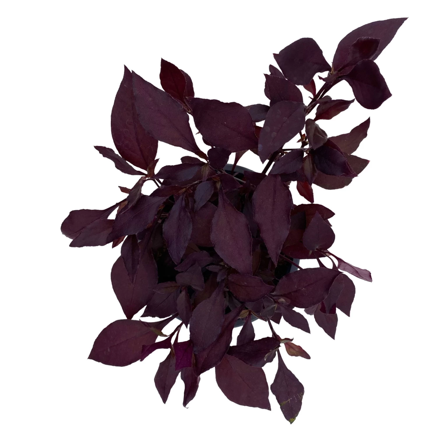 Papageienstrauch 'Little Romance', 6er-Set, Dunkelviolett-rot, Topf 12 Cm Ø – Bild 7