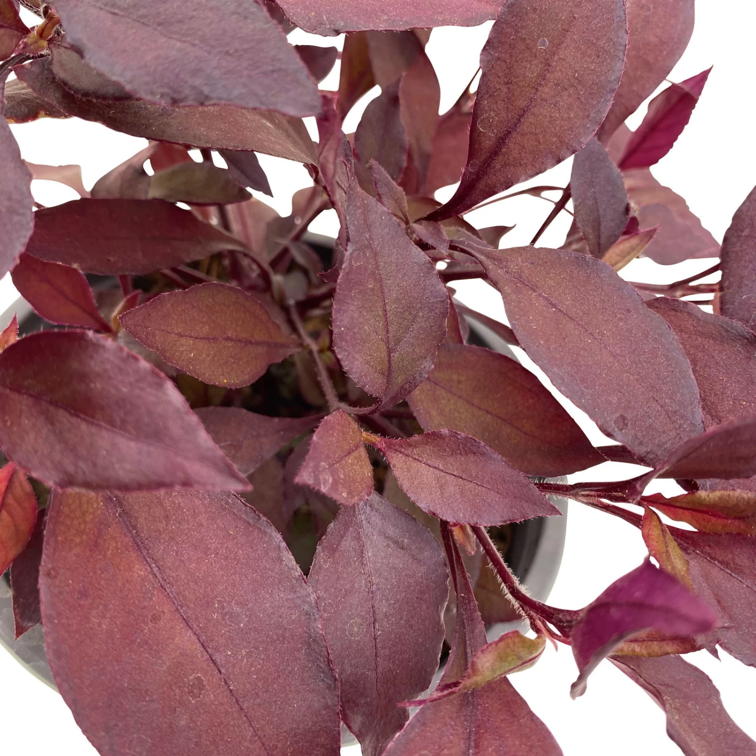 Papageienstrauch 'Little Romance', 6er-Set, Dunkelviolett-rot, Topf 12 Cm Ø – Bild 8