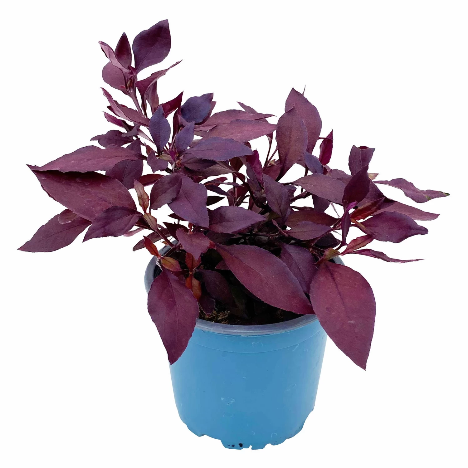 Papageienstrauch 'Little Romance', 6er-Set, Dunkelviolett-rot, Topf 12 Cm Ø – Bild 3