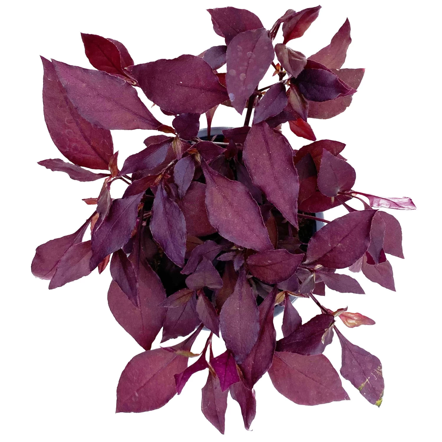 Papageienstrauch 'Little Romance', 6er-Set, Dunkelviolett-rot, Topf 12 Cm Ø – Bild 2