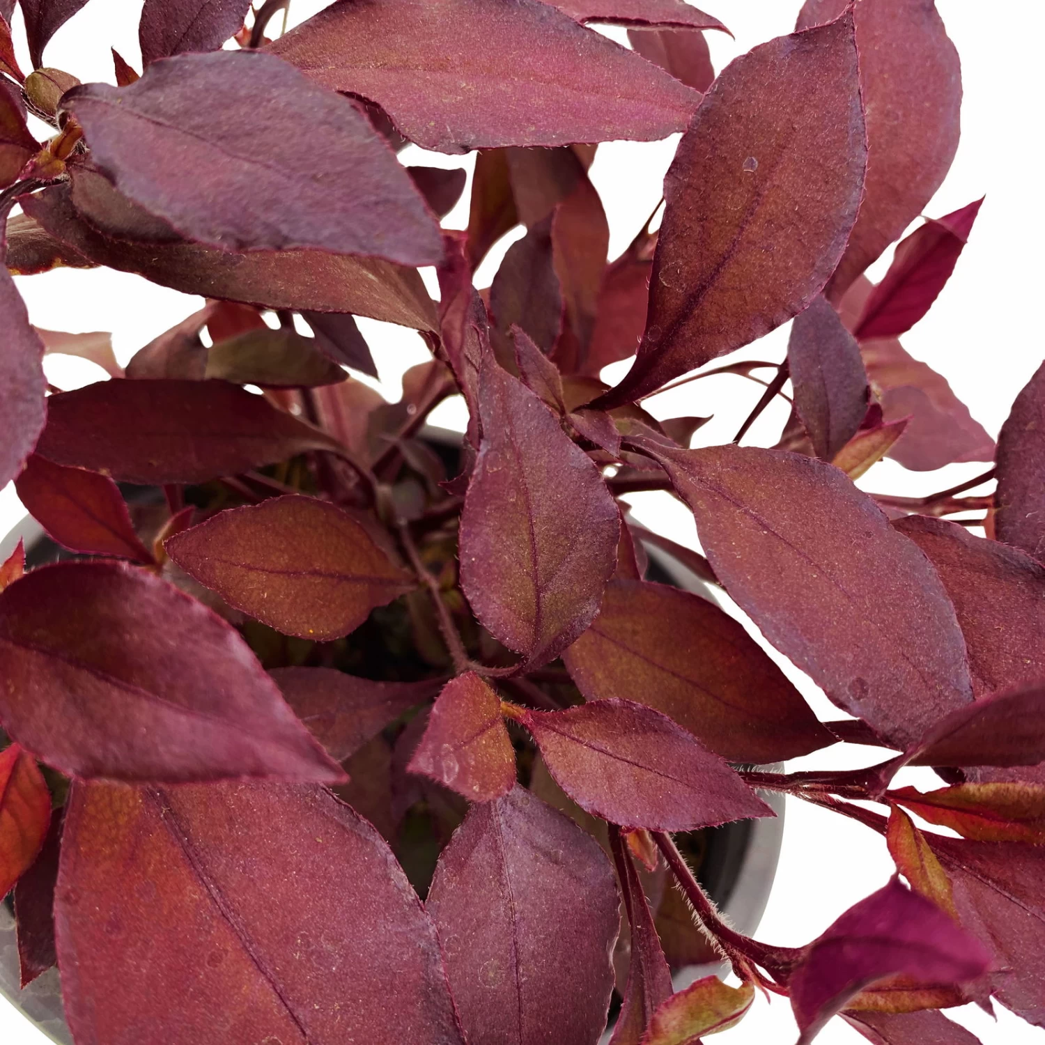 Papageienstrauch 'Little Romance', 6er-Set, Dunkelviolett-rot, Topf 12 Cm Ø – Bild 4