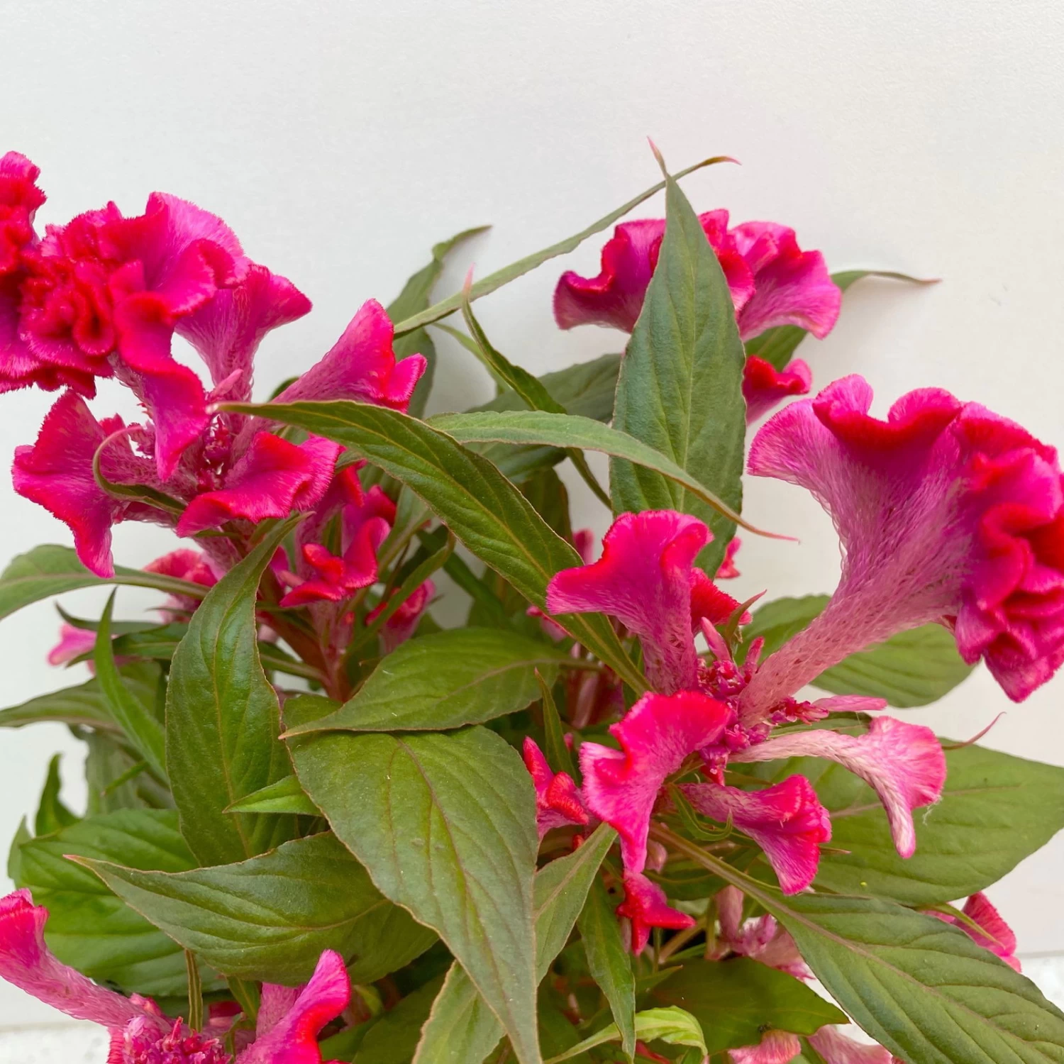 Celosia 'Hot Topic Pink' Pink, Topf-Ø 12 Cm, 6er-Set – Bild 4