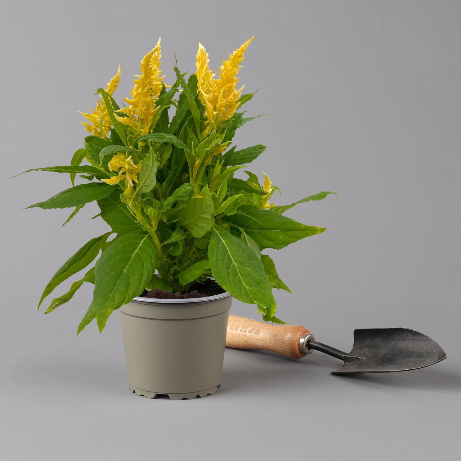 Celosia 'Kelos Fire Yellow' Gelb. Topf-Ø 12 Cm, 6er-Set