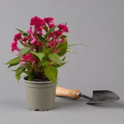 Celosia 'Hot Topic Pink' Pink, Topf-Ø 12 Cm, 6er-Set