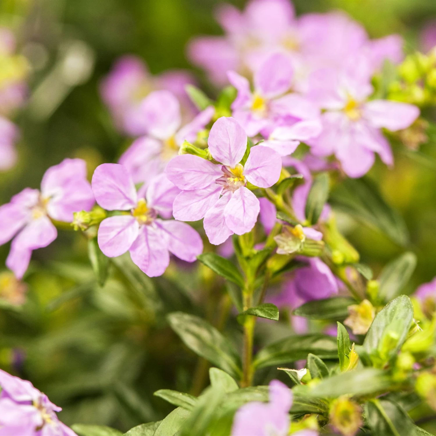 Japanische Scheinmyrte, Farben Zufällig, Topf-Ø 17 Cm, 2er-Set – Bild 4