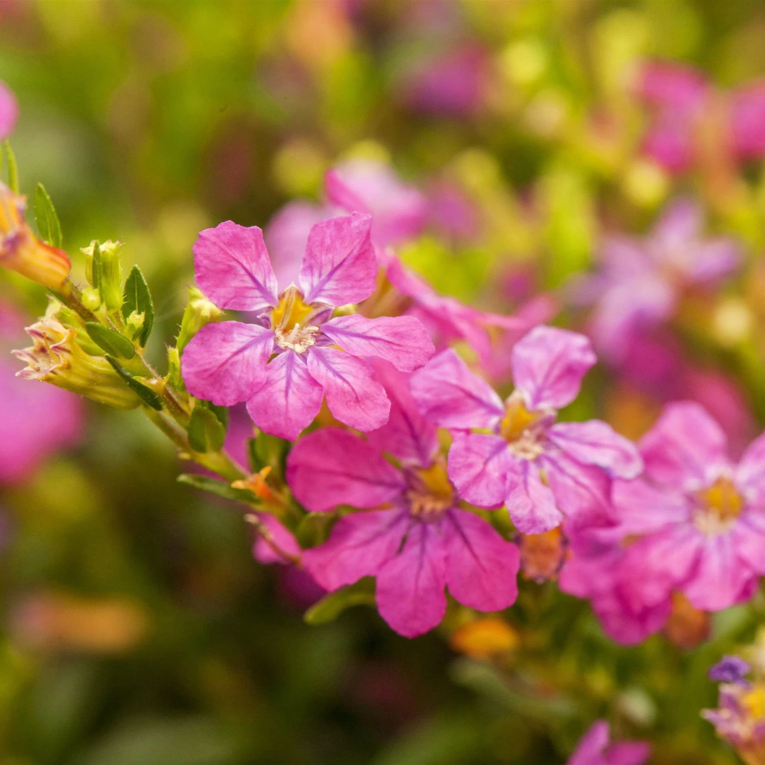 Japanische Scheinmyrte, Farben Zufällig, Topf-Ø 17 Cm, 2er-Set – Bild 3