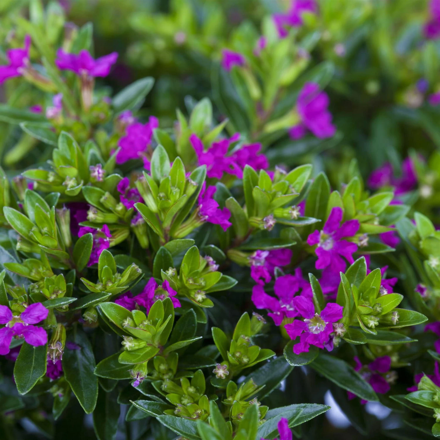 Japanische Scheinmyrte, Farben Zufällig, Topf-Ø 17 Cm, 2er-Set – Bild 7