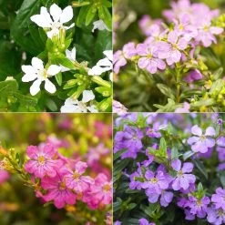 Japanische Scheinmyrte, Farben Zufällig, Topf-Ø 17 Cm, 2er-Set