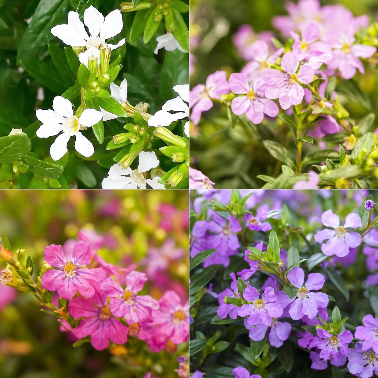 Japanische Scheinmyrte, Farben Zufällig, Topf-Ø 17 Cm, 2er-Set