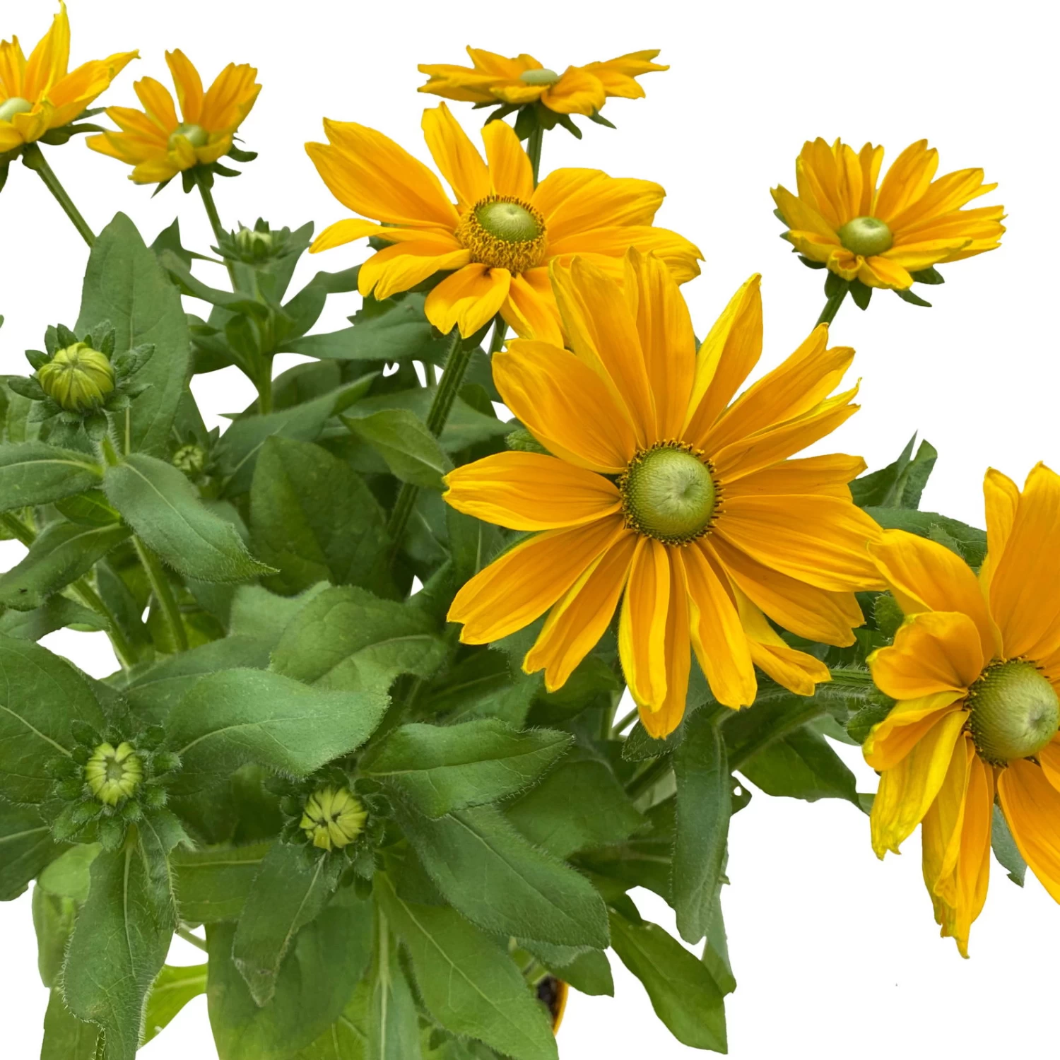 Sonnenhut, Sorte Nach Verfügbarkeit, Topf-Ø 21 Cm – Bild 7