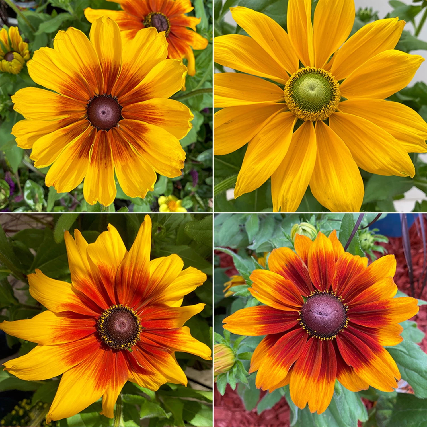 Sonnenhut, Sorte Nach Verfügbarkeit, Topf-Ø 21 Cm