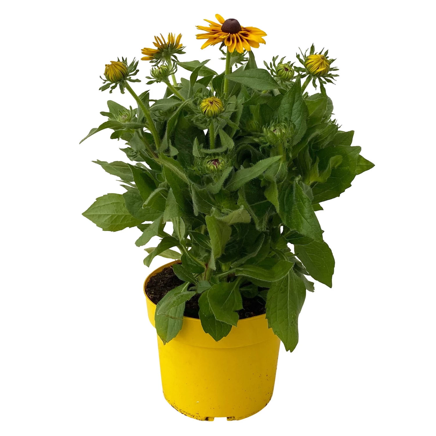 Sonnenhut Gelb-orange, Topf-Ø 21 Cm – Bild 2