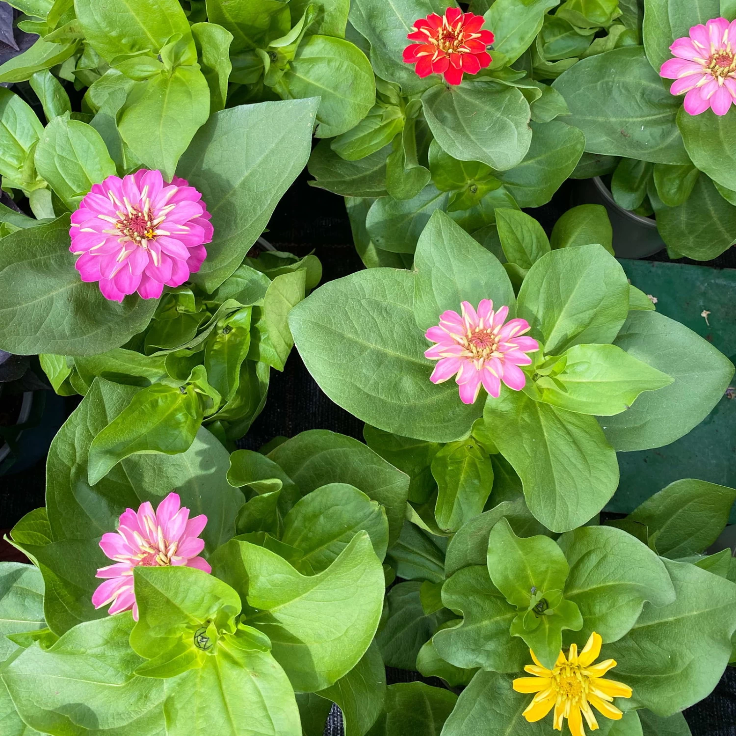 Zinnie, Farbe Nach Verfügbarkeit, Topf-Ø 12 Cm, 6er-Set – Bild 2