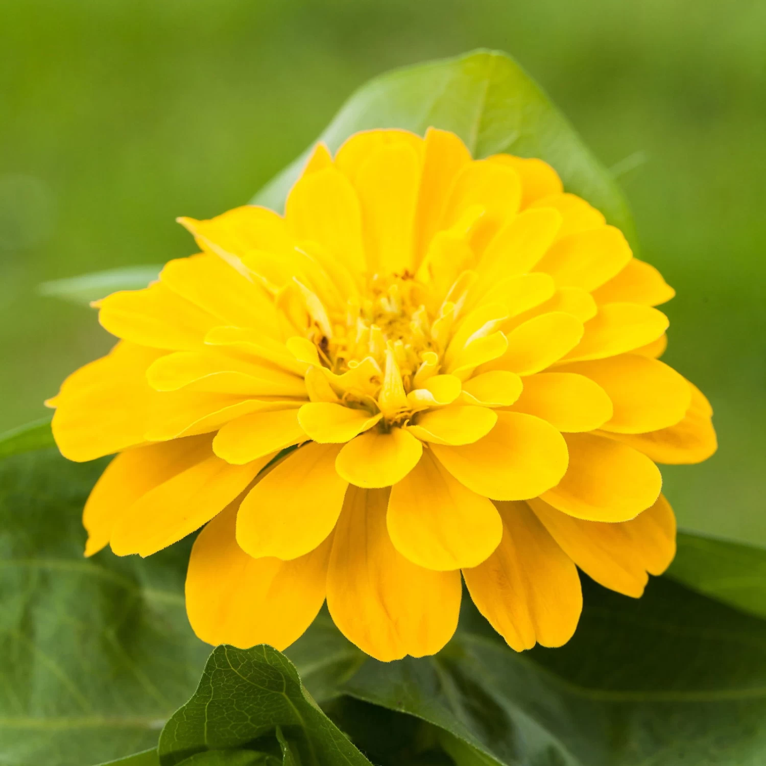 Zinnie, Farbe Nach Verfügbarkeit, Topf-Ø 12 Cm, 6er-Set – Bild 3