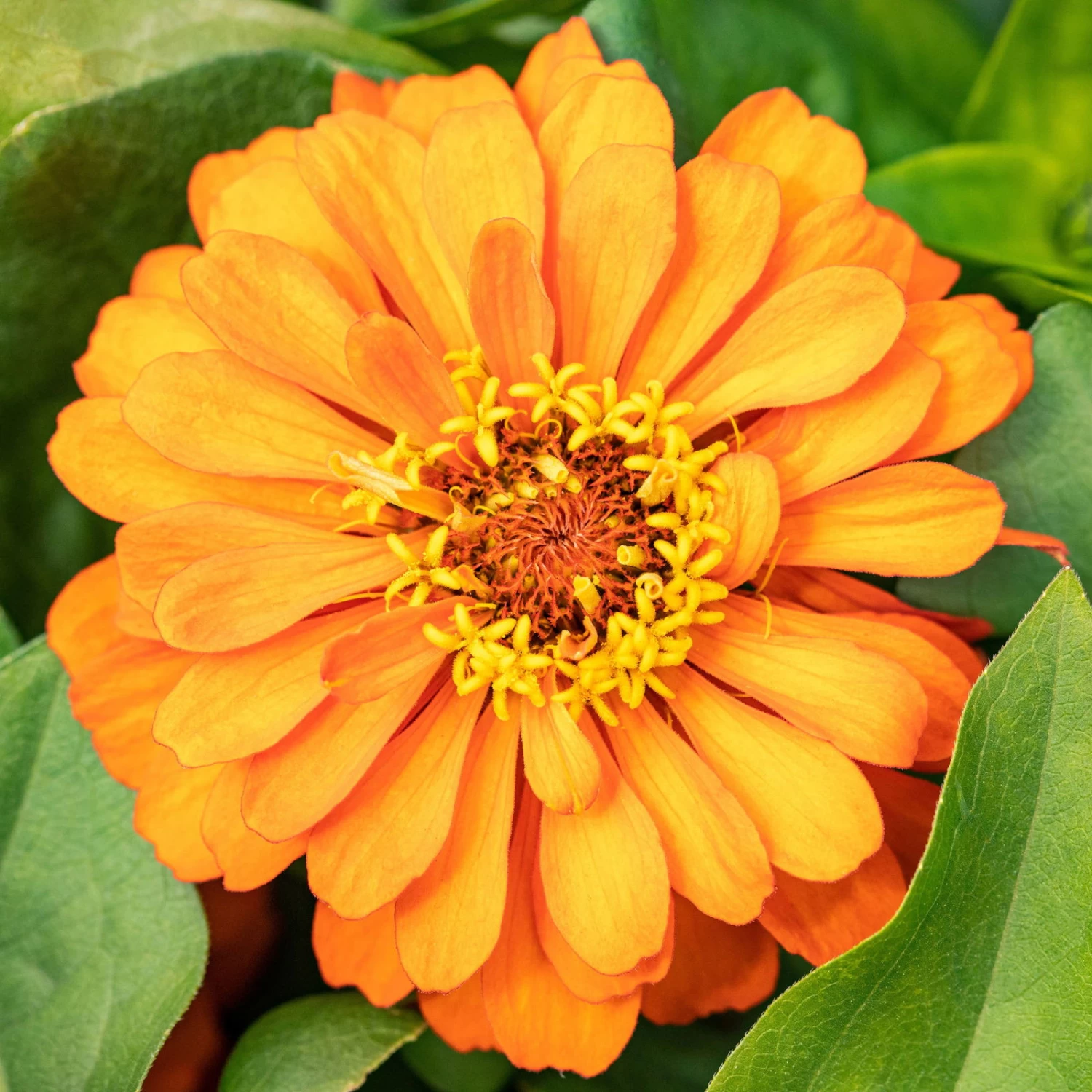 Zinnie, Farbe Nach Verfügbarkeit, Topf-Ø 12 Cm, 6er-Set – Bild 4