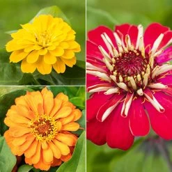 Zinnie, Farbe Nach Verfügbarkeit, Topf-Ø 12 Cm, 6er-Set