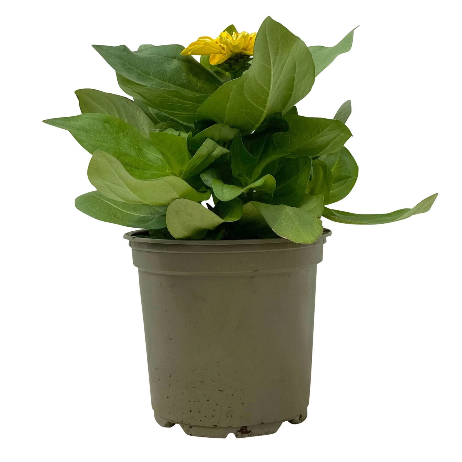 Zinnie, Farbe Nach Verfügbarkeit, Topf-Ø 12 Cm, 6er-Set – Bild 20