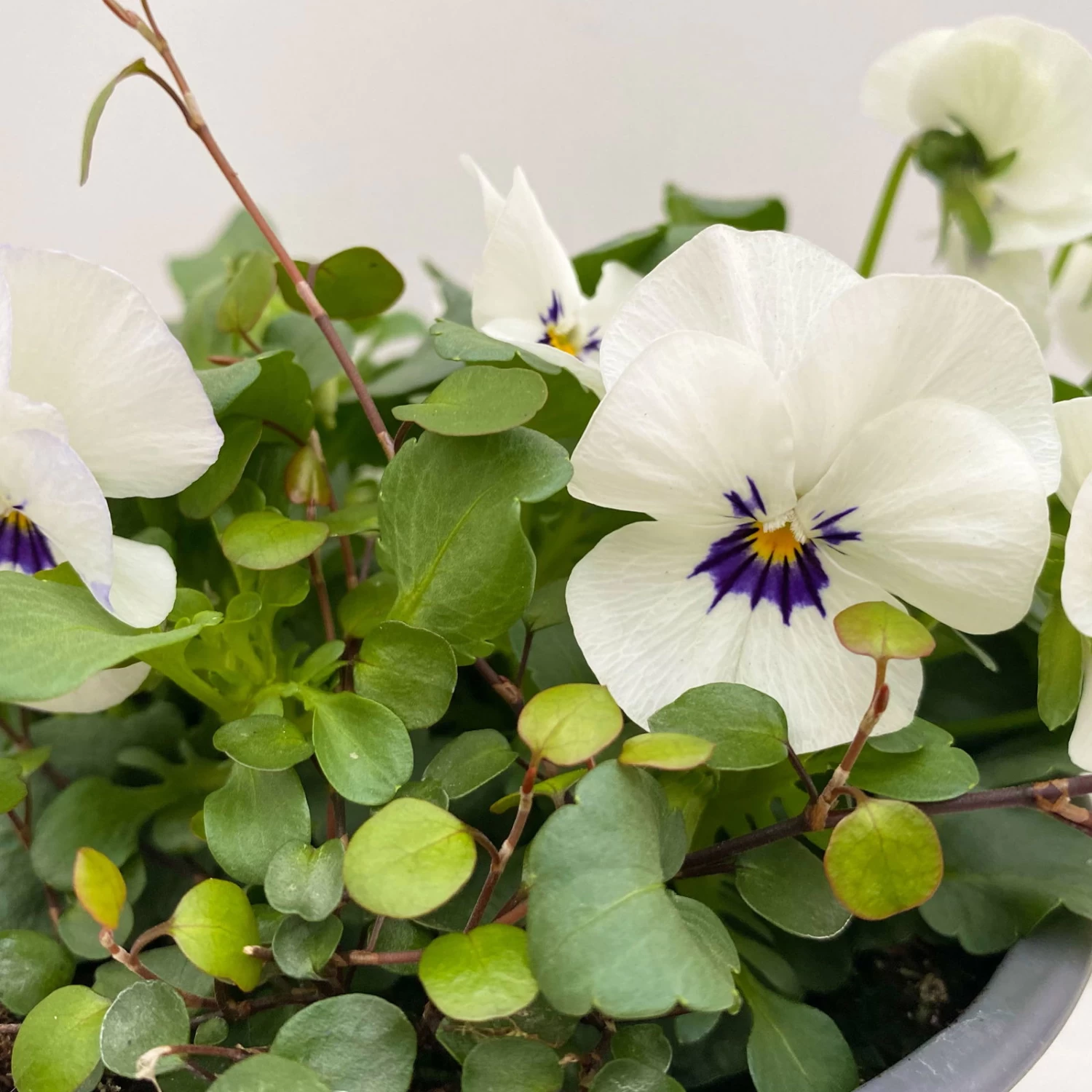 Hornveilchen Mit Mühlenbeckia, Farbe Zufällig, Topf-Ø 13 Cm, 6er-Set – Bild 10