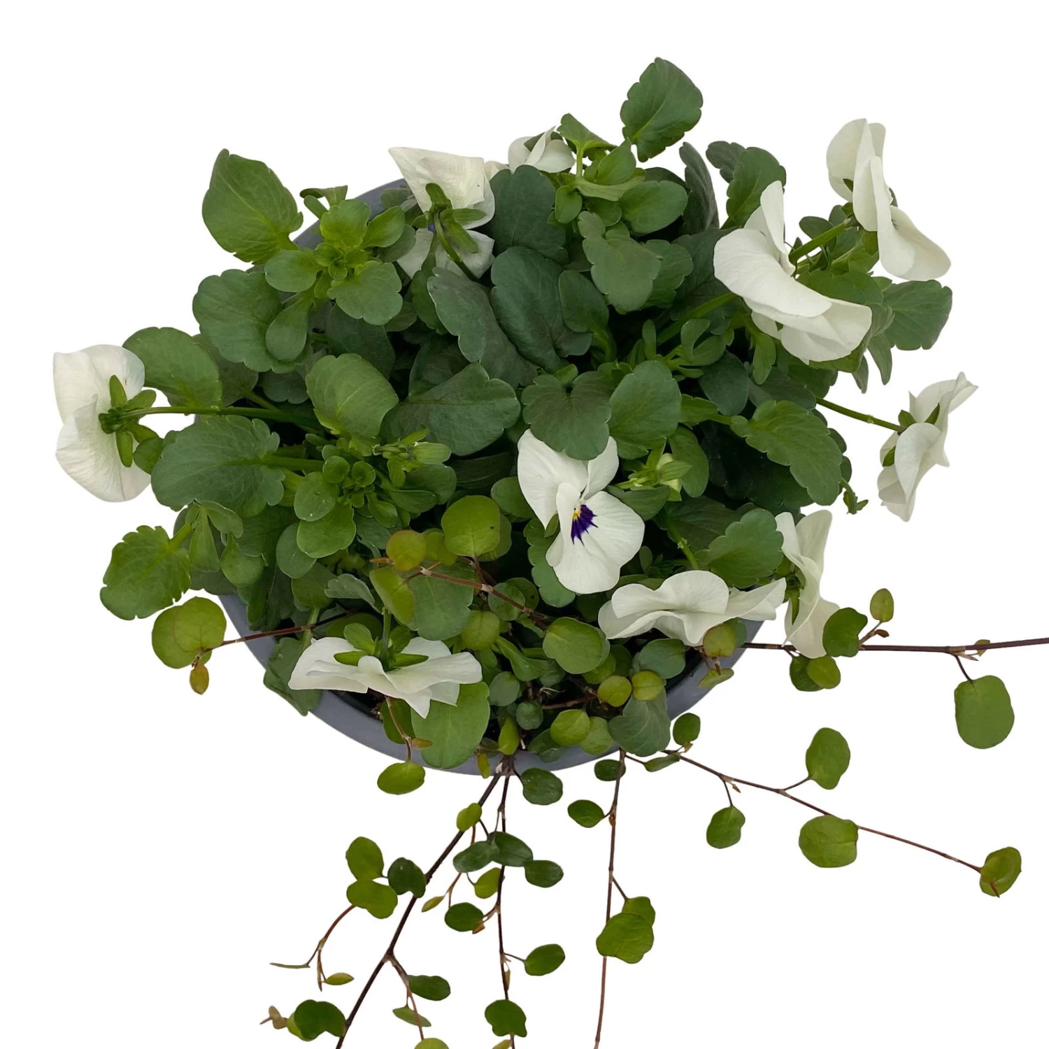 Hornveilchen Mit Mühlenbeckia, Farbe Zufällig, Topf-Ø 13 Cm, 6er-Set – Bild 11