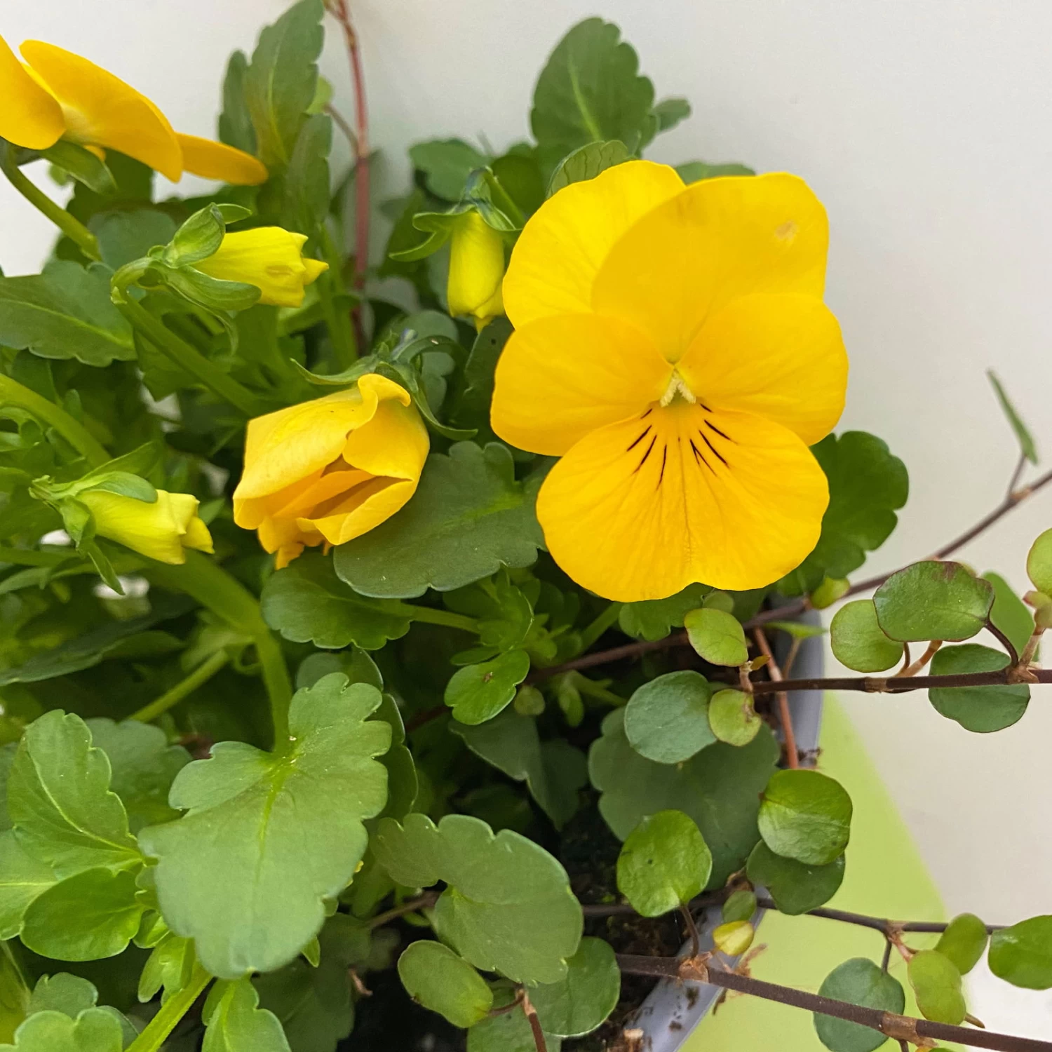 Hornveilchen Mit Mühlenbeckia, Farbe Zufällig, Topf-Ø 13 Cm, 6er-Set – Bild 7