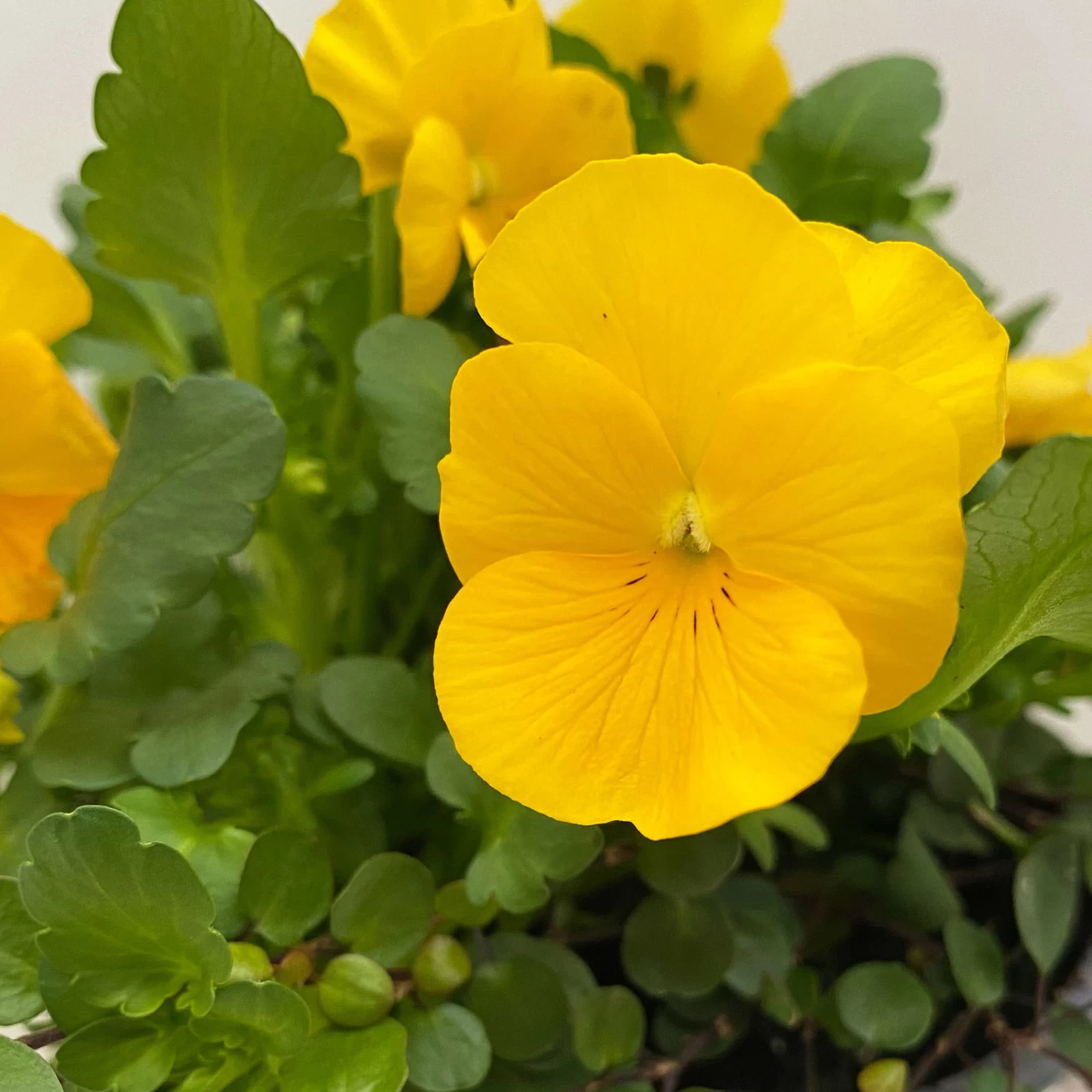 Hornveilchen Mit Mühlenbeckia, Farbe Zufällig, Topf-Ø 13 Cm, 6er-Set – Bild 5