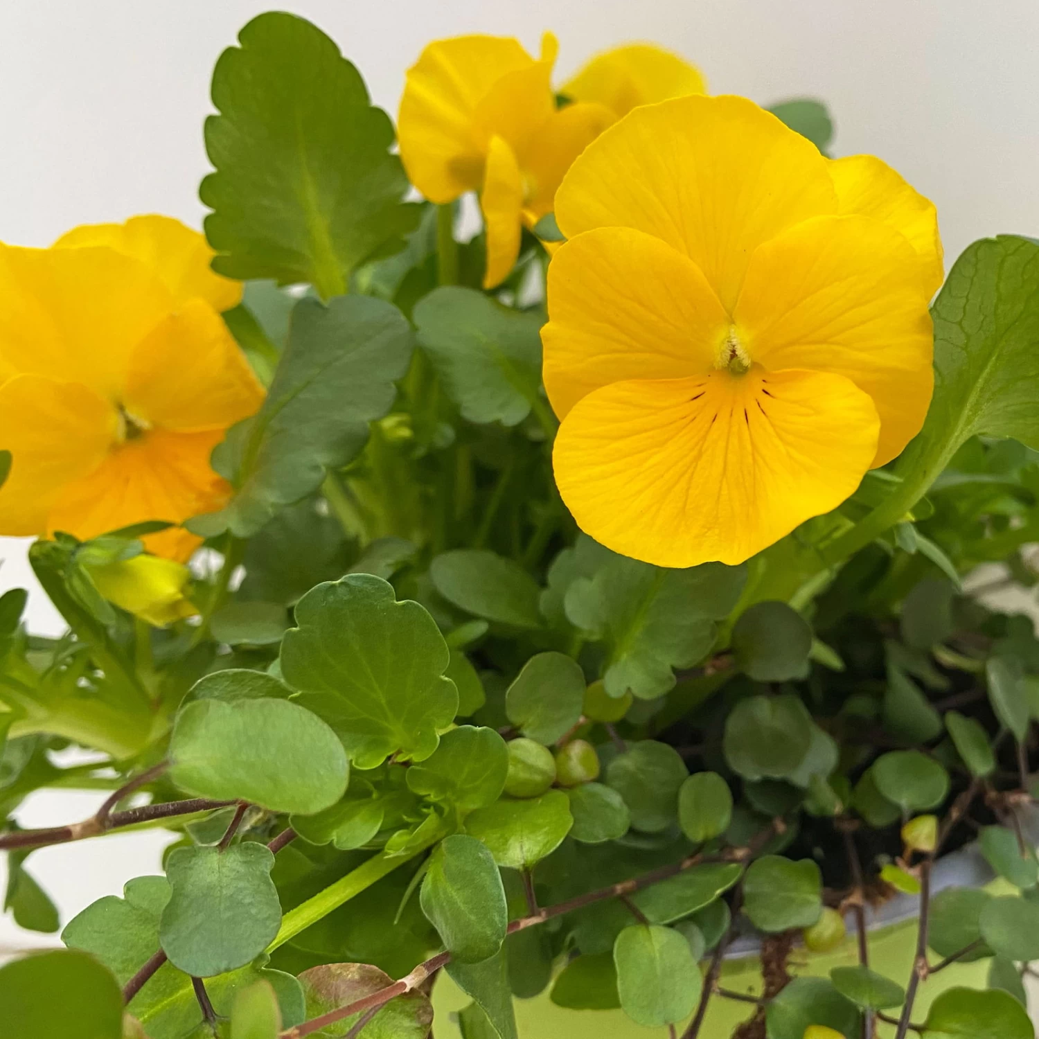 Hornveilchen Mit Mühlenbeckia, Farbe Zufällig, Topf-Ø 13 Cm, 6er-Set – Bild 6