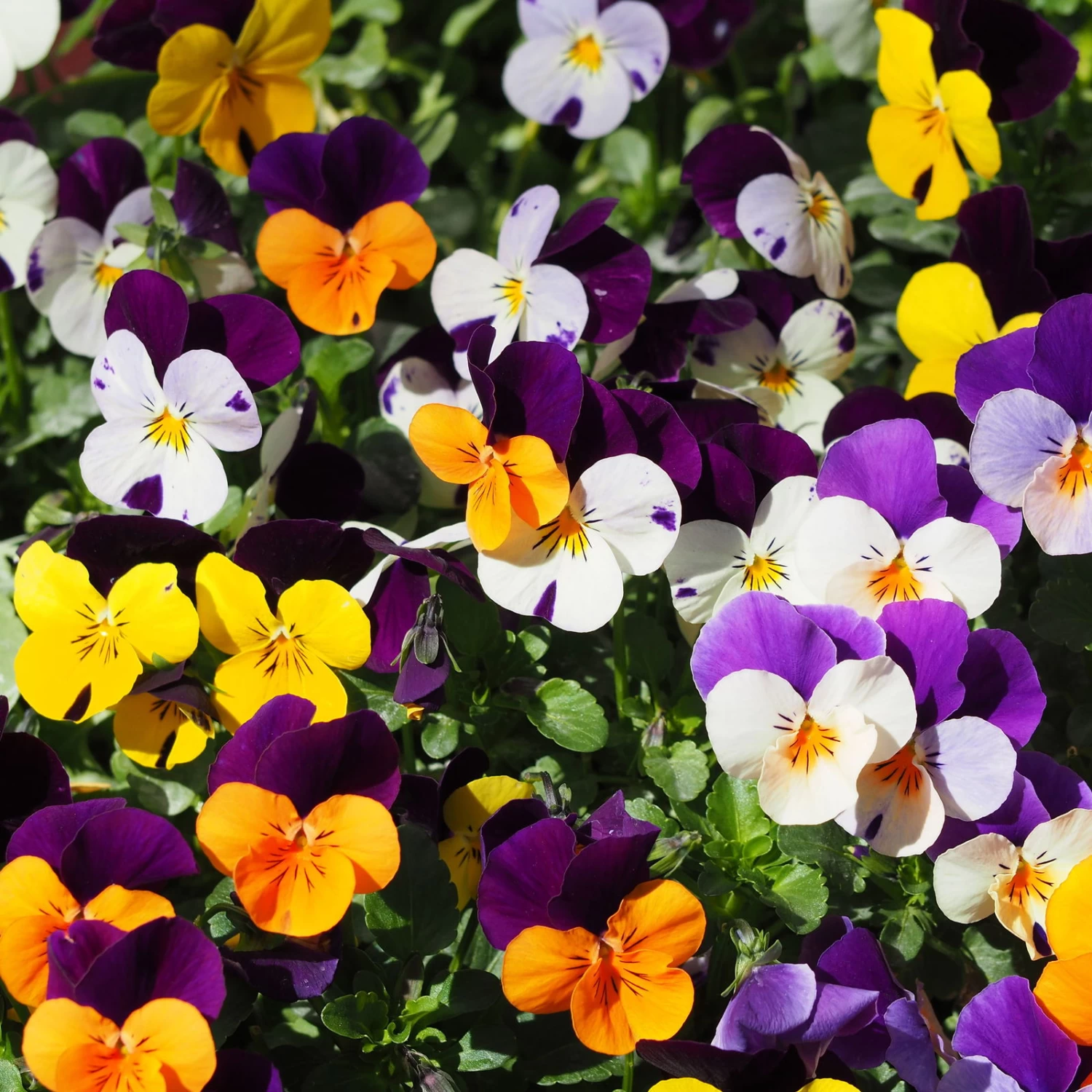 Hornveilchen Mit Mühlenbeckia, Farbe Zufällig, Topf-Ø 13 Cm, 6er-Set – Bild 4