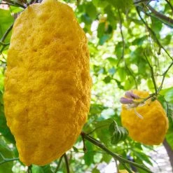 Zitronatzitrone 'Maxima', Stamm, Topf-Ø 22 Cm, Höhe 70 Cm