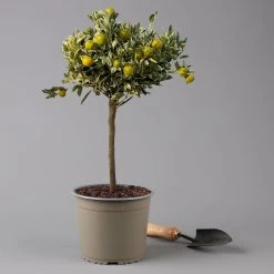 Calamondin 'Variegata', Stamm, Topf-Ø 20 Cm, Höhe 70 Cm